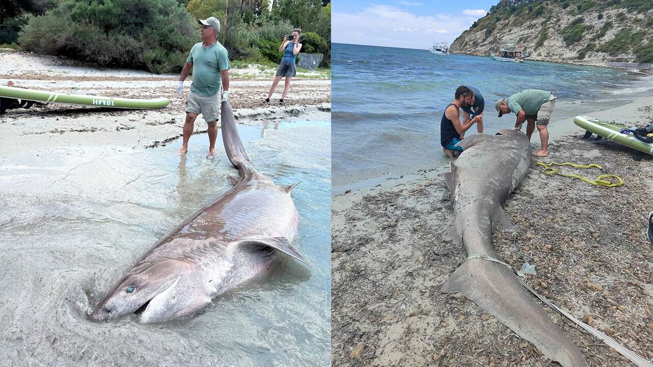 Kuşadası'nda kıyıda ölü köpek balığı bulundu