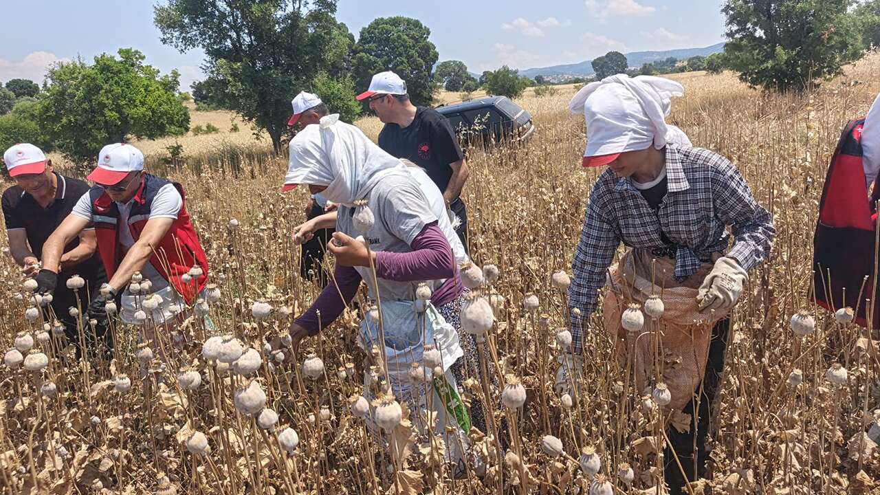 Uşak'ta haşhaş hasadı başladı