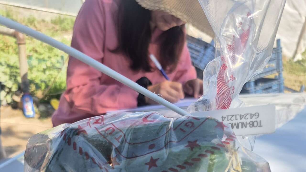 Uşak’ta hasat öncesi pestisit denetimleri başladı