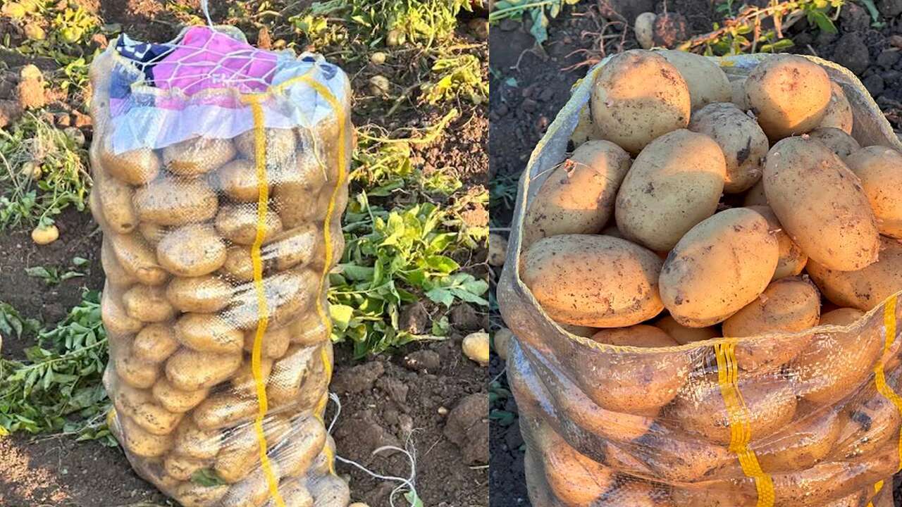 Sandıklı'da yazlık patates hasadı başladı