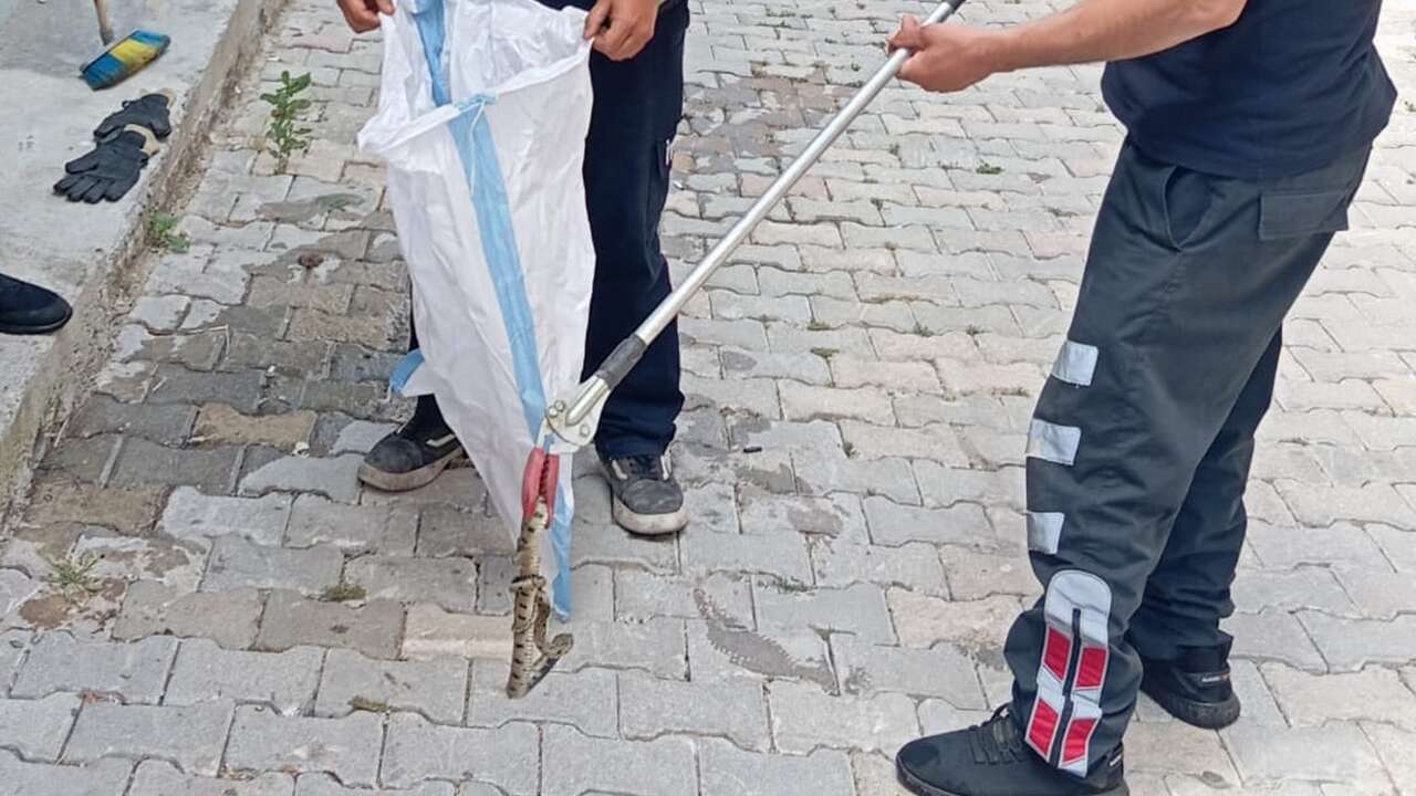 Sandıklı'da bir eve giren yılan itfaiye ekiplerince yakalandı