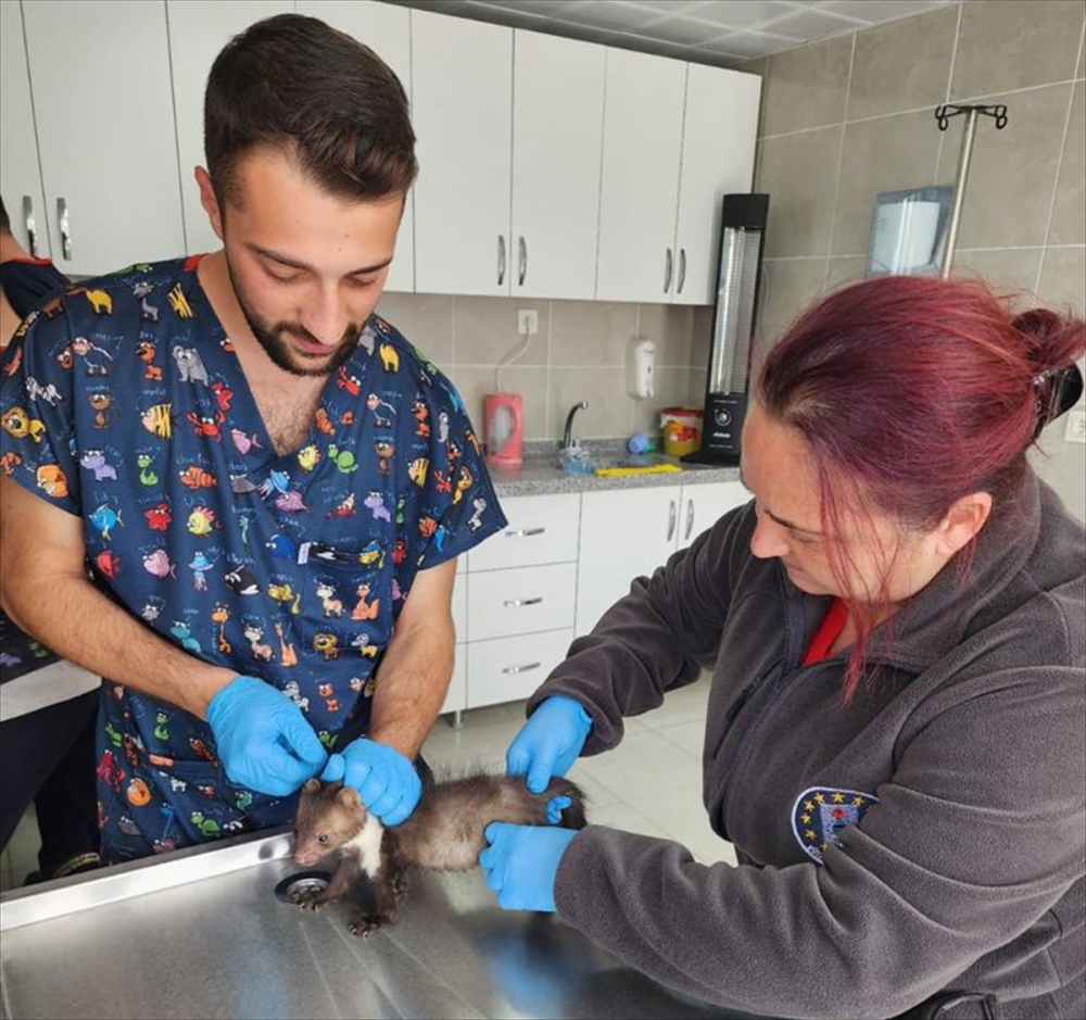 Kütahya’da yaralı sansar yavrusu tedaviye alındı