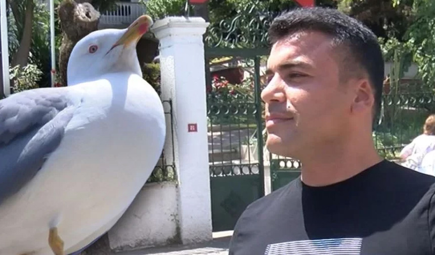 Kavgada Kopan Kulağını Martı Kapmıştı
