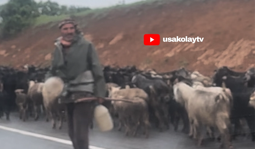 10 Yıldır Bitirilemeyen Çevre Yolunda, Koyun ve Keçi Sürüleri Cirit Atıyor
