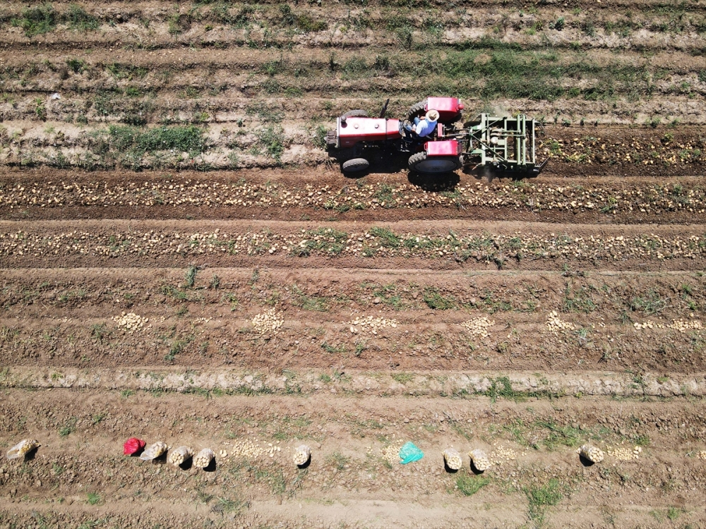 Muğla'da turfanda patates hasadı sona erdi