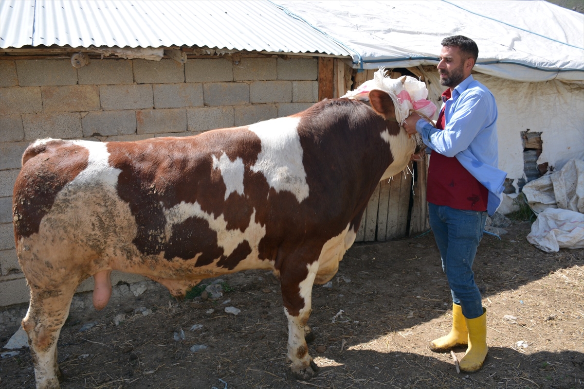 HAKKARİ - 1 tonluk kurbanlık dana 130 bin liradan satışa çıkarıldı