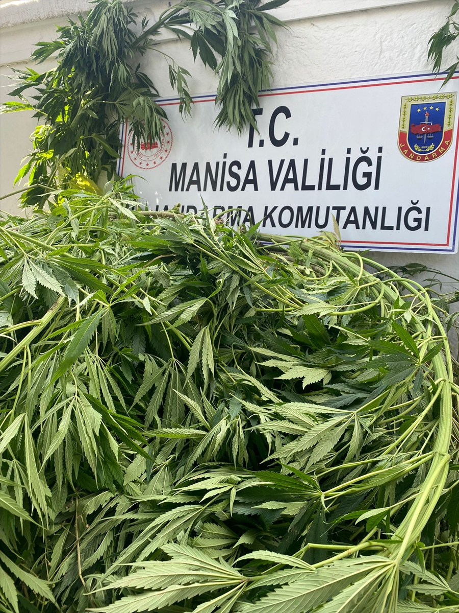 Sarıgöl'de 174 kök kenevir bitkisi ele geçirildi