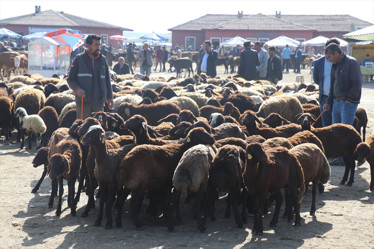 AĞRI - Hayvan borsasında Kurban Bayramı hareketliliği yaşanıyor
