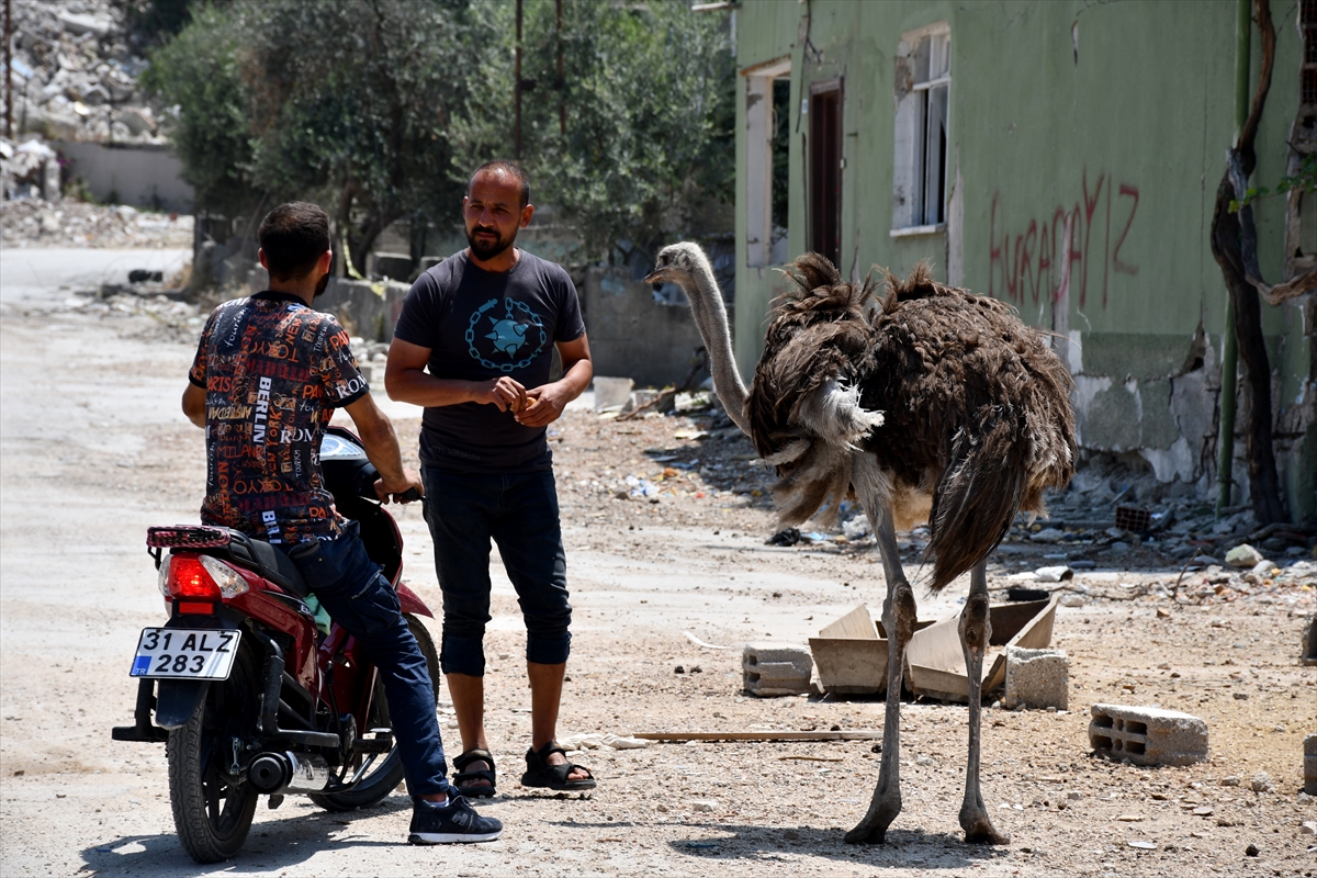 HATAY - Enkaza dönen mahallesinde depremden kurtarıp tedavi ettirdiği deve kuşlarına bakıyor