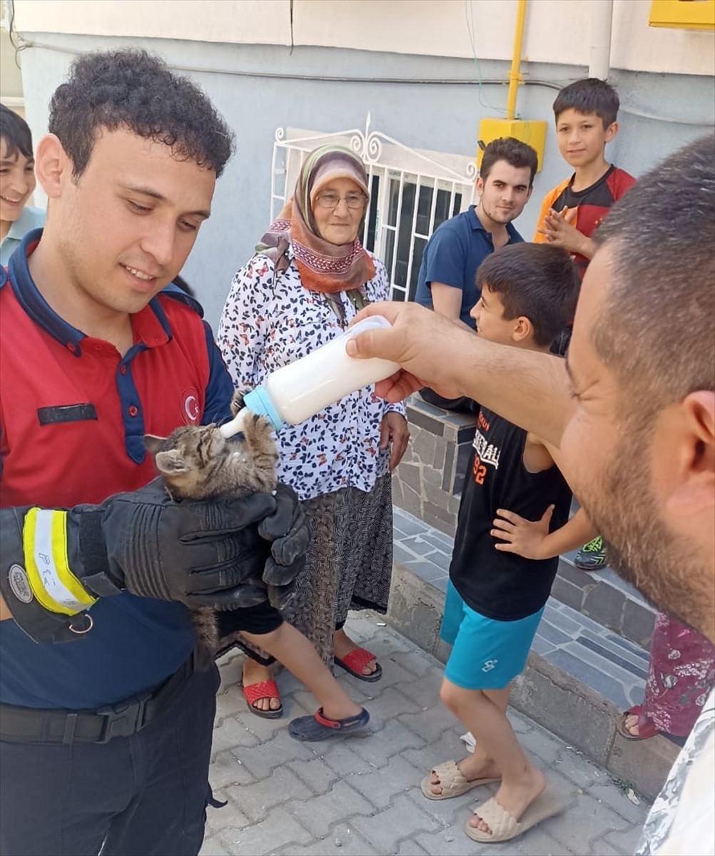 ORDU - Mahsur durumdaki yavru kedi ile 4 baykuş kurtarıldı