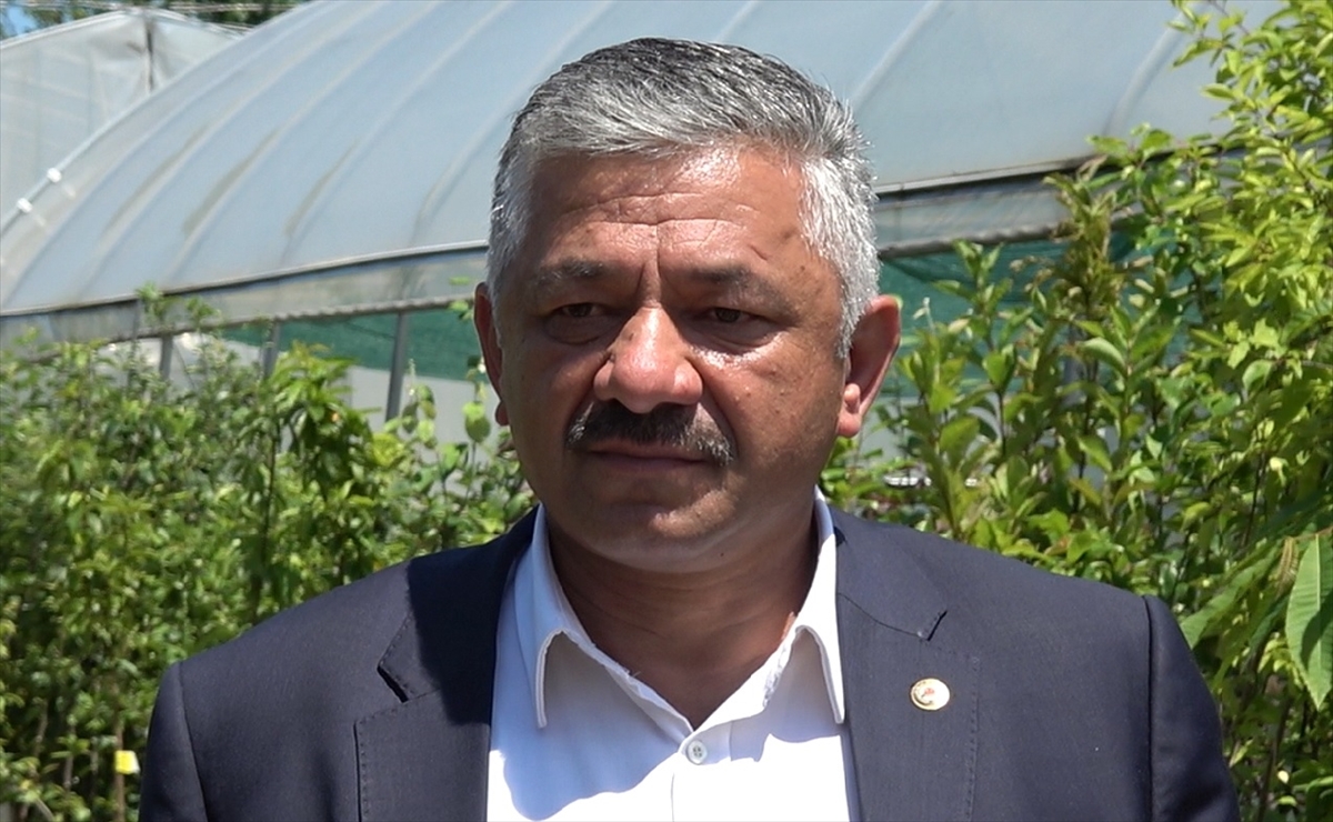 ORDU - Fındık üreticilerine kahverengi kokarcayla mücadele uyarısı