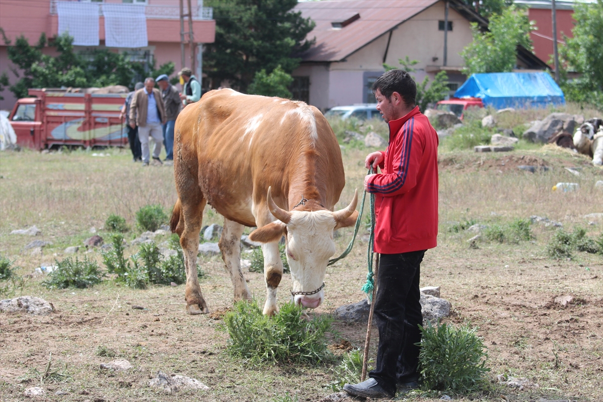 ERZURUM - Doğu Anadolu'daki hayvan pazarlarında arife yoğunluğu yaşanıyor