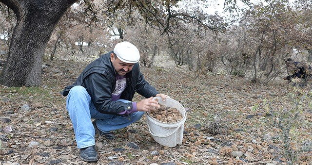 Muhtarın girişimi köylüye gelir kaynağı oldu