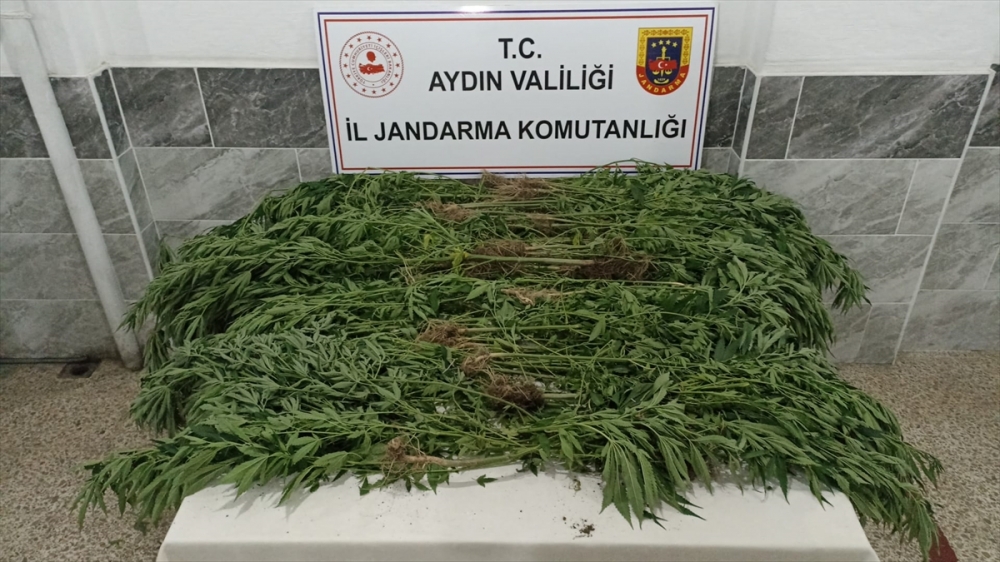 Aydın'da kenevir yetiştiren şüpheli yakalandı