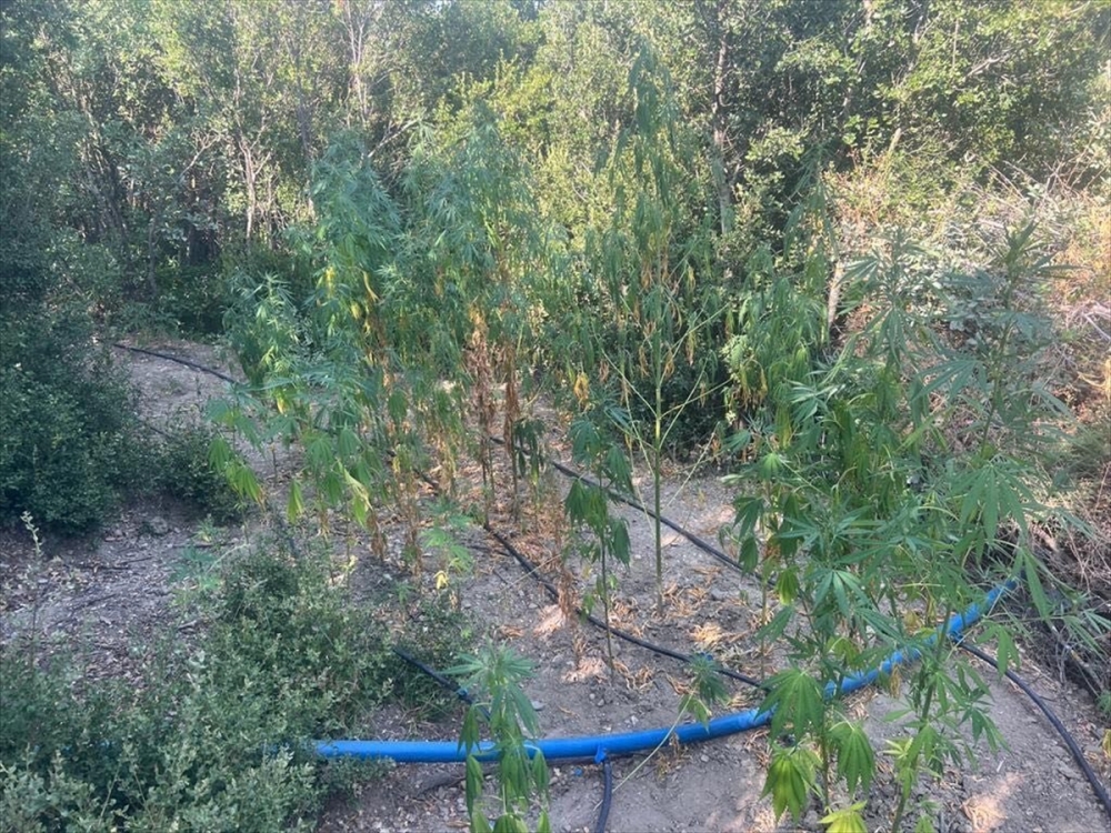 Manisa'da 612 kök Hint keneviri ele geçirildi
