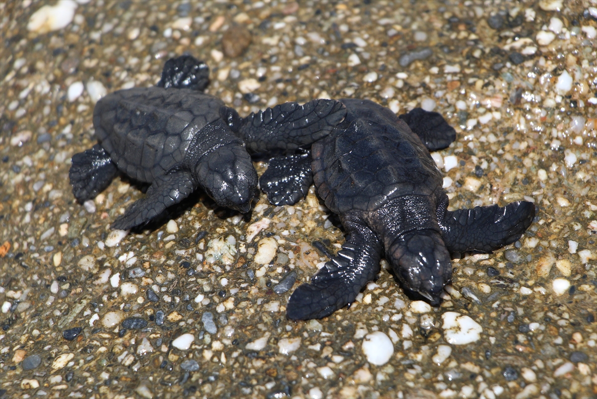 ANTALYA  - Alanya'da kedinin yemek istediği caretta caretta yavrularını bir kişi denize ulaştırdı