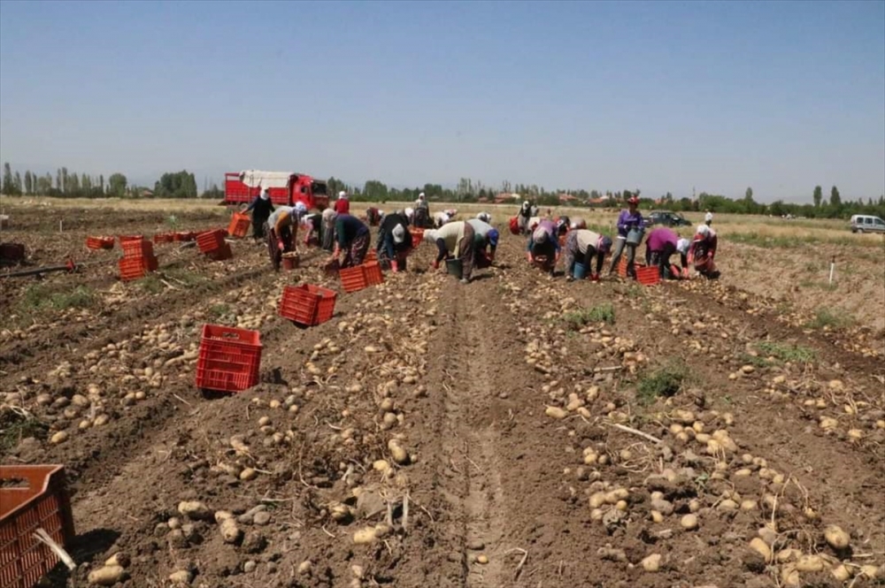 Sandıklı'da yazlık patates hasadı başladı
