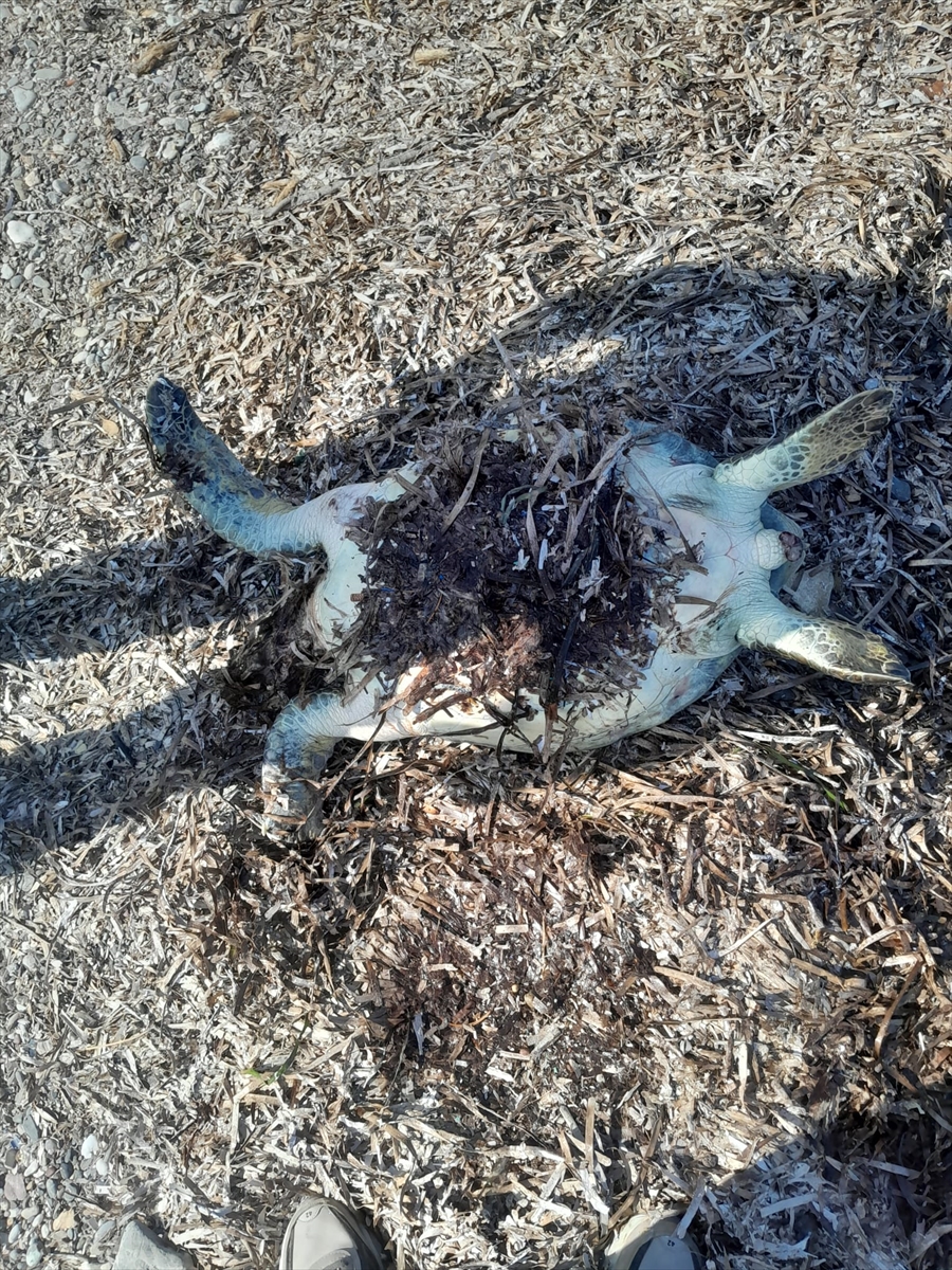 Datça'da Sahilinde Ölü Caretta Caretta Bulundu