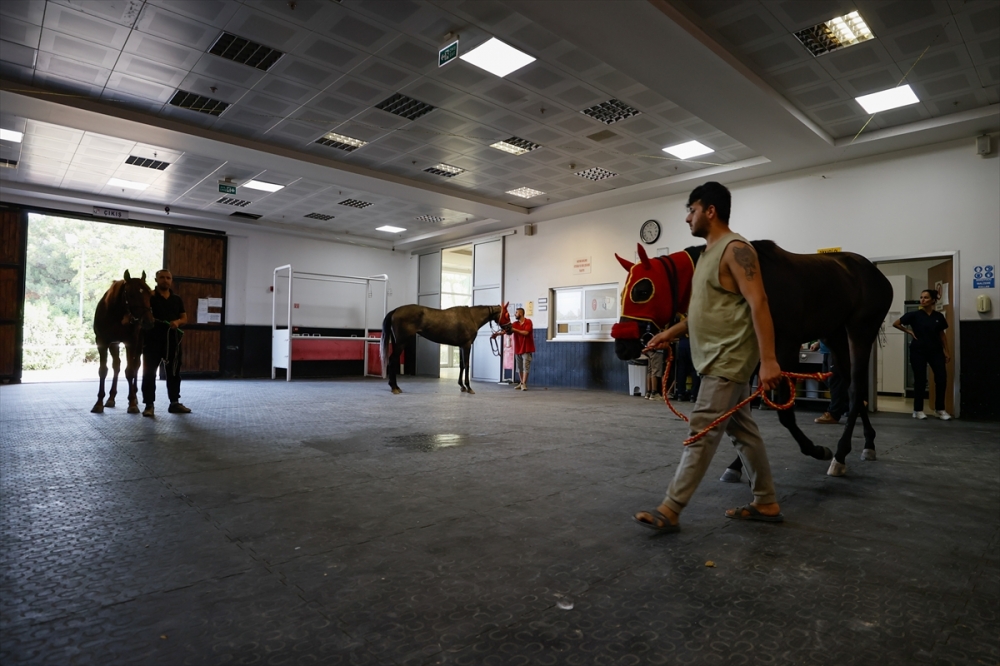 Hasta ve yaralı yarış atları, sağlık ekibinin uyguladığı tedaviyle pistlere dönüyor
