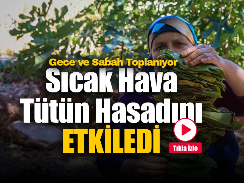 Uşak'ta Sıcak Hava Tütün Hasadını Etkiledi!
