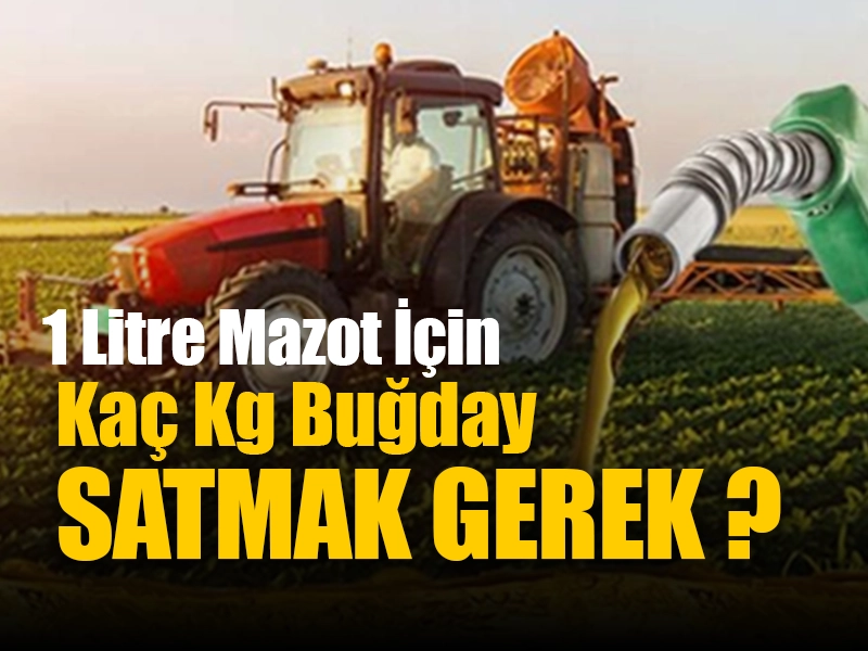 1 Litre Mazot İçin Kaç Kilogram Buğday Satmak Gerek ?