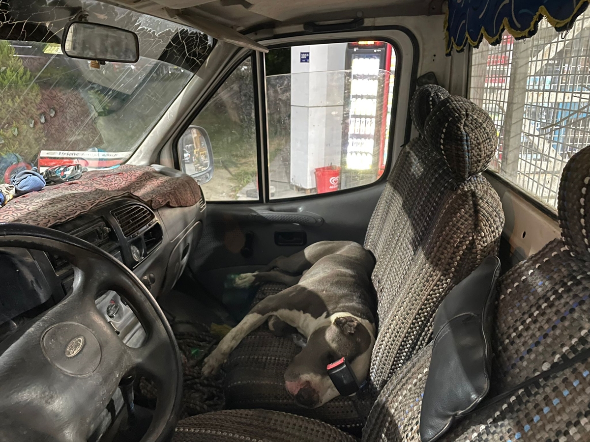 Arabasına Pitbull cinsi köpek girdi, 6 saat yardım bekledi