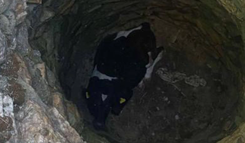 Uşak'ta kuyuya düşen buzağı kurtarıldı