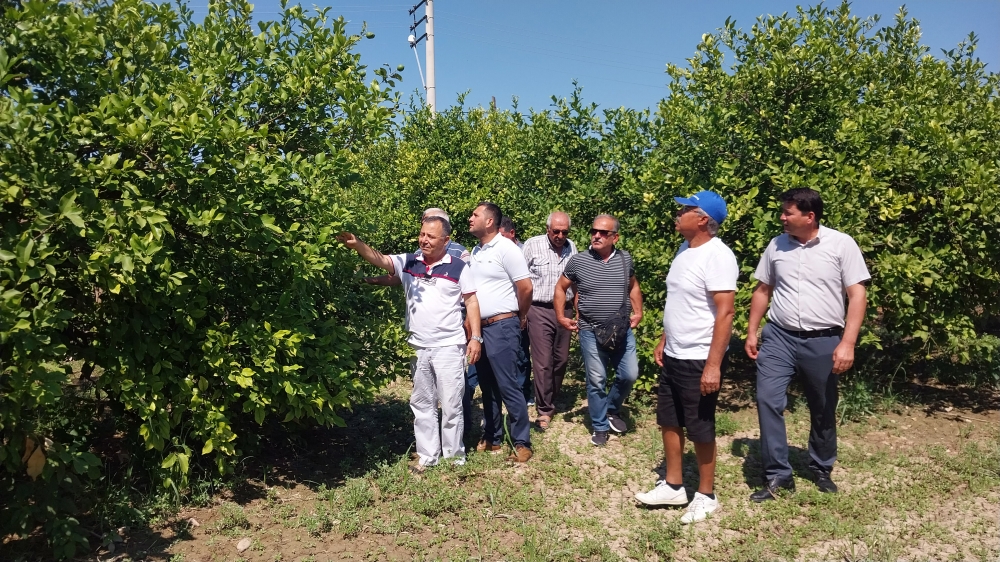 Ortaca ve Dalaman'daki limon üreticisi alıcı bekliyor