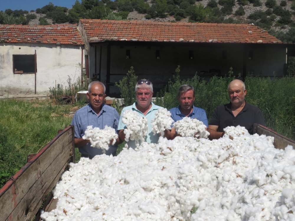 Söke'de pamuk hasadı başladı