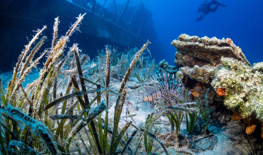 Bodrum'da deniz çayırları su altı kamerasınca görüntülendi