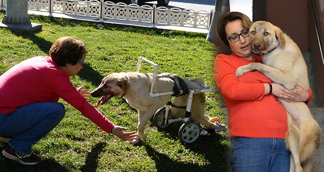 Hayata Tutunan Engelli Köpeğe Bebek Gibi Bakıyor