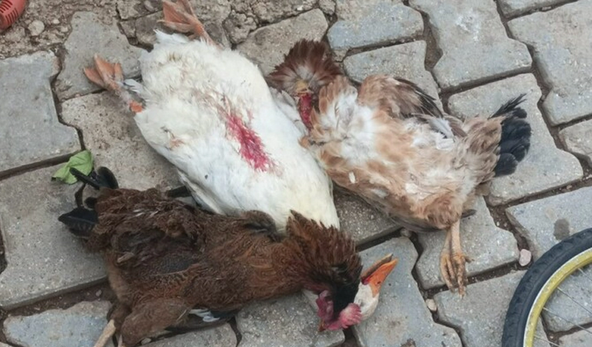 Eşme'de Kümes Hayvanlarının Bakımını İhmal Eden Kişi Hakkında Soruşturma Başlatıldı