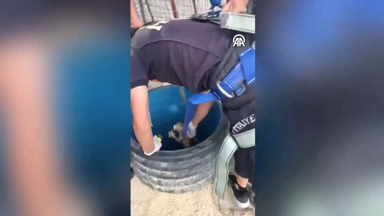 Uşak'ta Bir İnşaatta Kuyuya Düşen Yavru Kedi, Bakın Nasıl Kurtarıldı..