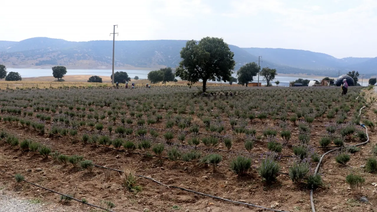 Kütahyalı Kadın Girişimci Yetiştirdiği Lavantaları Çeşitli Ürünlere Dönüştürüyor