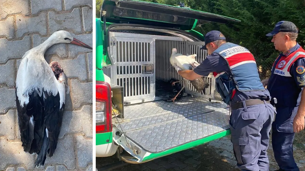 Uşak'ta Yaralı Leyleğin İmdadına Jandarma Yetişti!