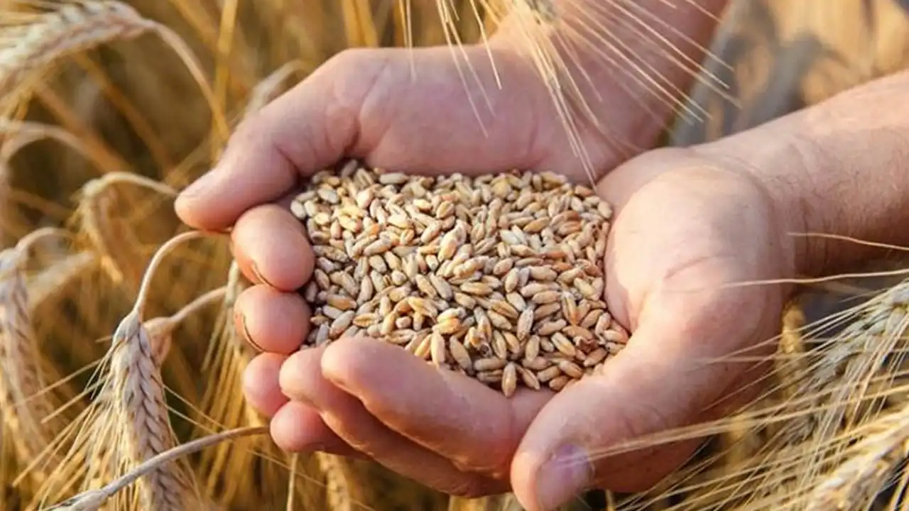Uşak Ticaret Borsası Hububat Fiyatları: 24 Ağustos 2023