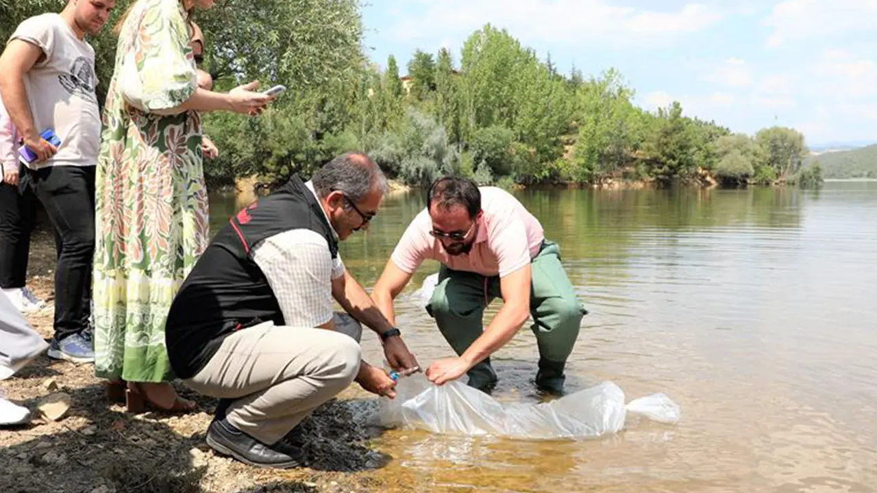 141 Bin Adet Sazan Yavrusu Uşak ve İlçelerde Suya Bırakıldı