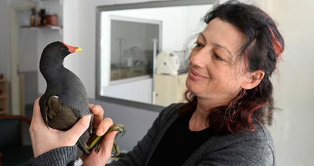 Uşak'ta kedinin ağzından kurtarılan su tavuğu tedaviye alındı