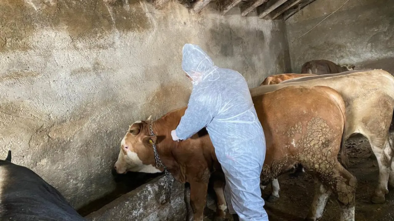 Uşak'ta hayvan sağlığı sonbahar aşılaması başladı..