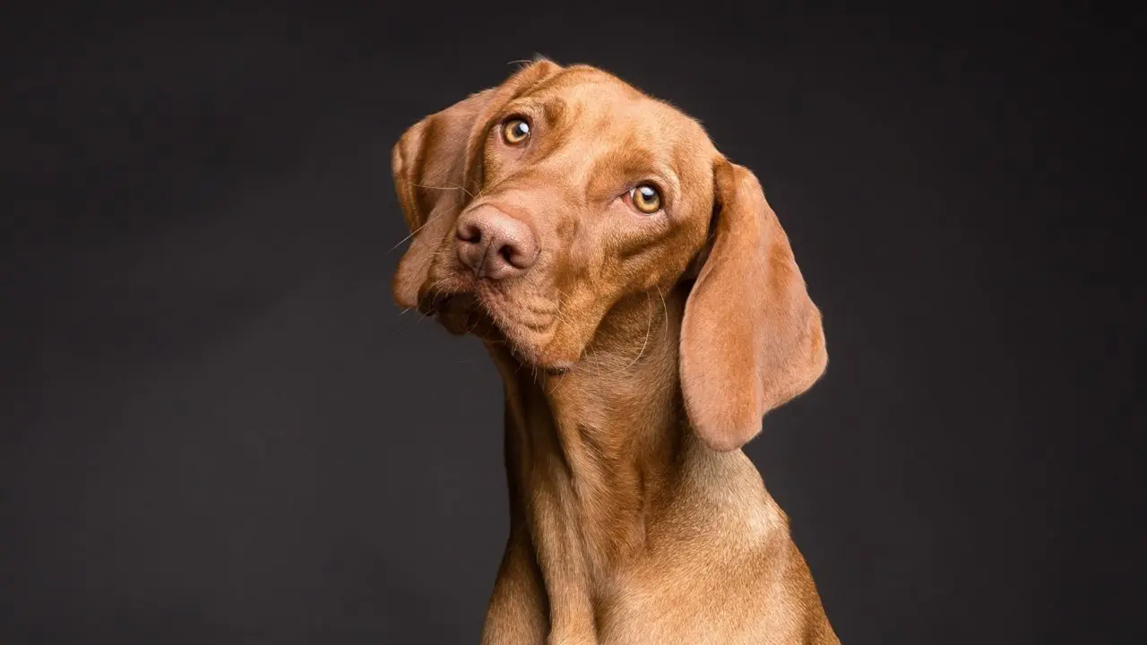 Köpeğiniz size bir şeyler anlatmak istiyor olabilir: Bu yatış pozisyonlarına dikkat: Sarılma, kıvrılma, yan yatma…