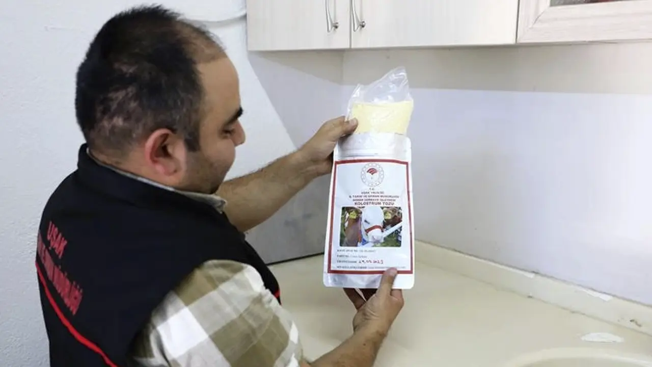 Uşak'ta buzağı ölümlerine karşı "ağız sütü tozu" üretiliyor