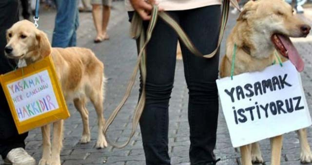 Sokak köpeğine şiddete 6 bin lira ceza