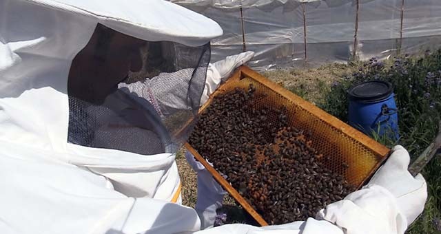 Hobi olarak başladığı arıcılıkta devlet desteğiyle 150 kovana ulaştı