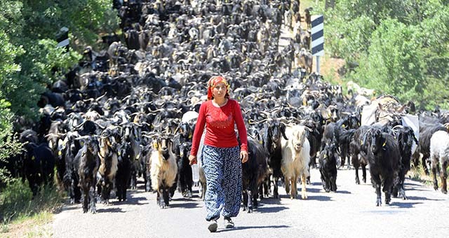 Karakeçili Yörükleri yayla yolunda