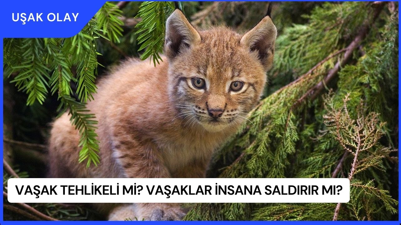 Vaşak tehlikeli mi? Vaşaklar insana saldırır mı?