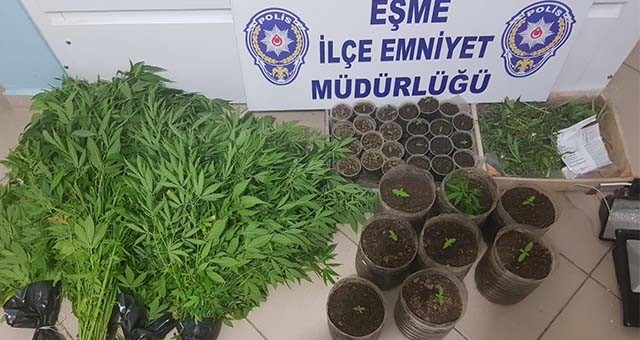 Balkonda Hint keneviri yetiştiren şüpheli yakalandı