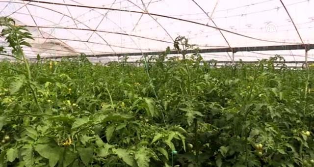 Huzuru Köyde Bulanlar - 'Şehir hayatı ve gurbet bizi çok yordu'