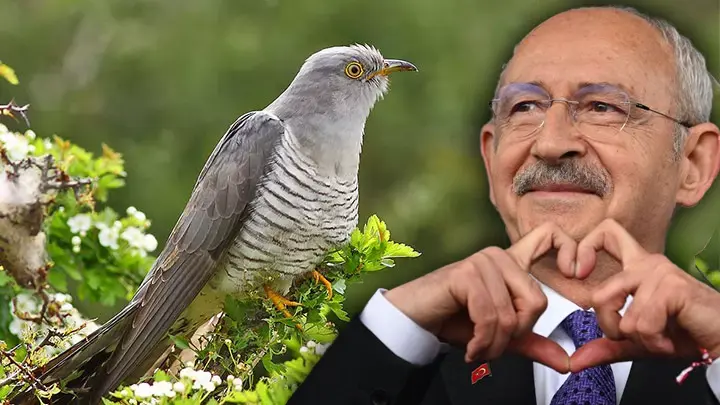 Kemal Kılıçdaroğlu için 'Guguk Kuşu' benzetmesi nedir? Enteresan bilgiler...