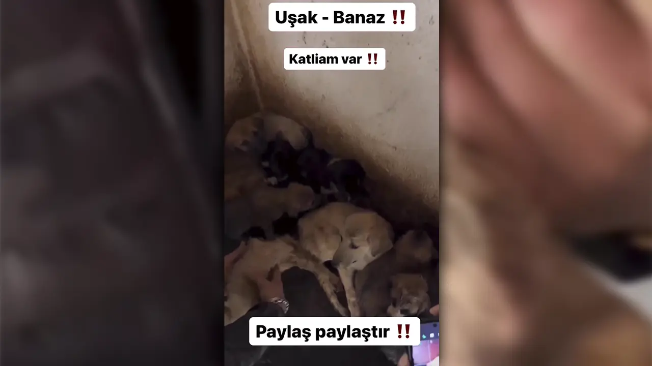 Uşak Banaz'daki Hayvan Barınağında Şoke Edici Görüntüler