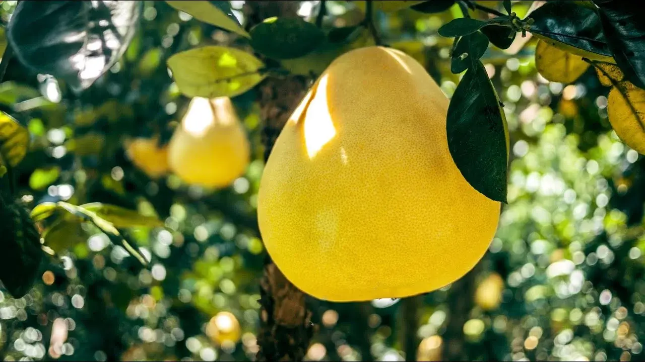 Ağaç Kavunu: Pomelo meyvesinin şaşırtıcı faydaları